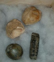 Lot de 4 fossiles marins (étoile, œuf tortue, gasteropodes)