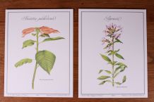 Lot affiches botanique