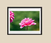 Photographie de fleurs dahlia rose fichier à télécharger.