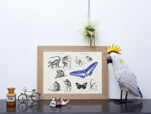 Gravure lithographie lémurien papillon insecte