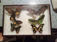 papillons de collection