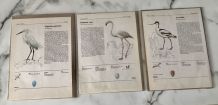 Lot 3 illustrations oiseaux d'Europe années 70