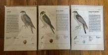 Lot 3 illustrations oiseaux rapaces années 70