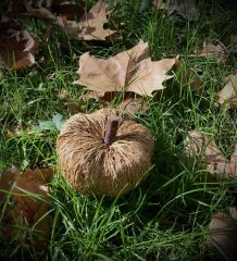 Citrouille fibres naturelles