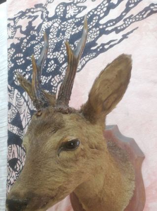 Buste de chevreuil taxidermie