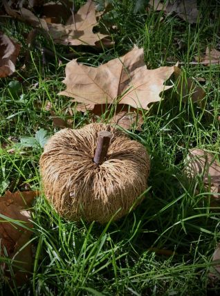 Citrouille fibres naturelles