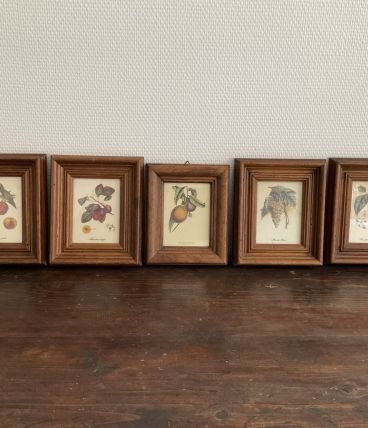 Série de petits cadres botanique